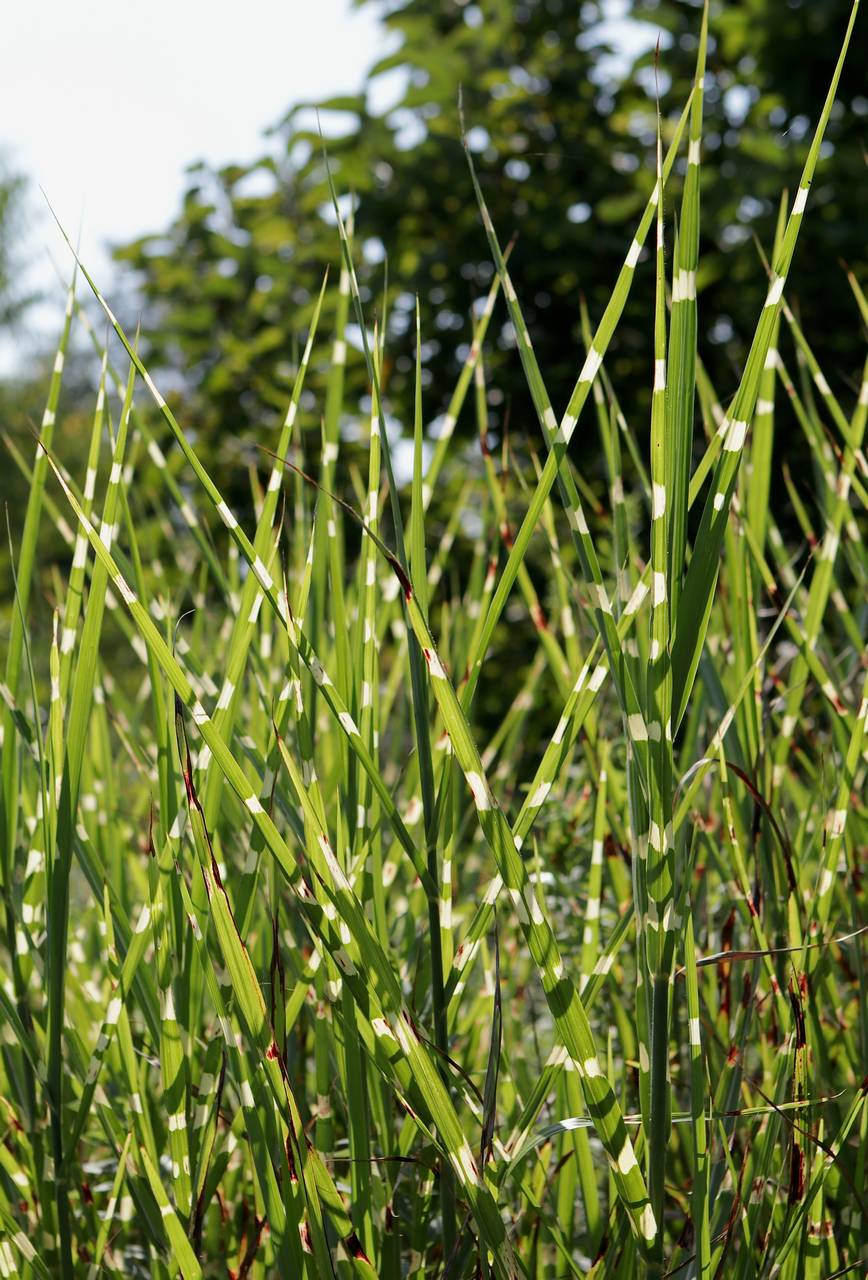 Photo of Zebra Grass